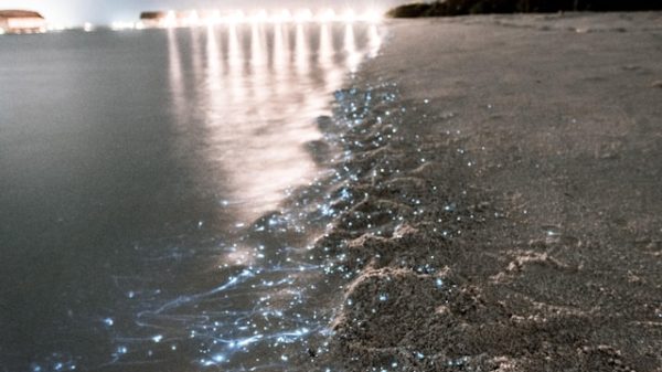 The Magic of Bioluminescent Beaches: Where to Witness Nature’s Glow