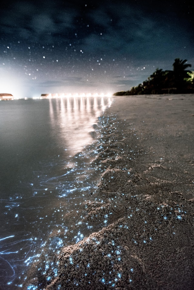 The Magic of Bioluminescent Beaches: Where to Witness Nature’s Glow